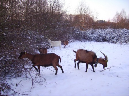 chevre neige, janv. 2010