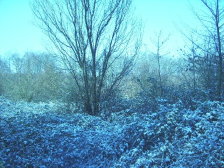 friche, fév. 2011