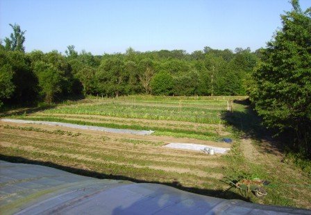 côté bois, juin 2011 Jardin côté bois