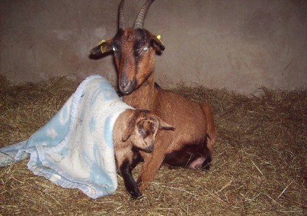 Ikaré et sa petite, mar. 2010