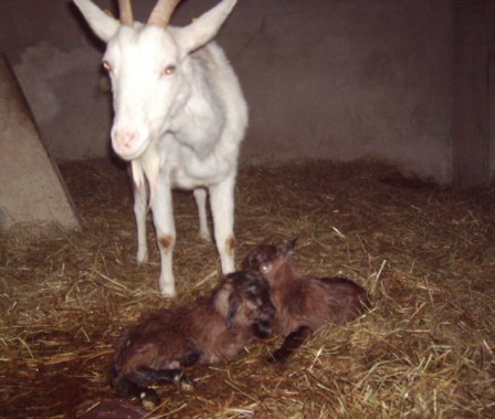 Blanchette +bébés, mar. 2010