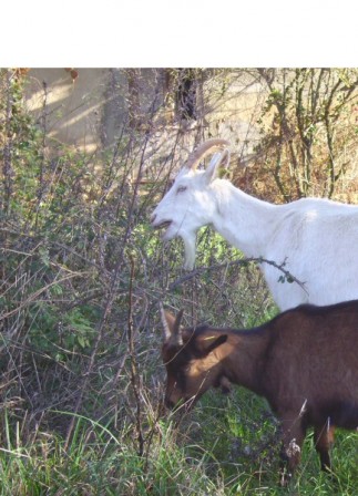 Blanchette et bb