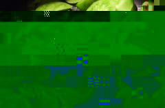 tomate_verte_2.jpg